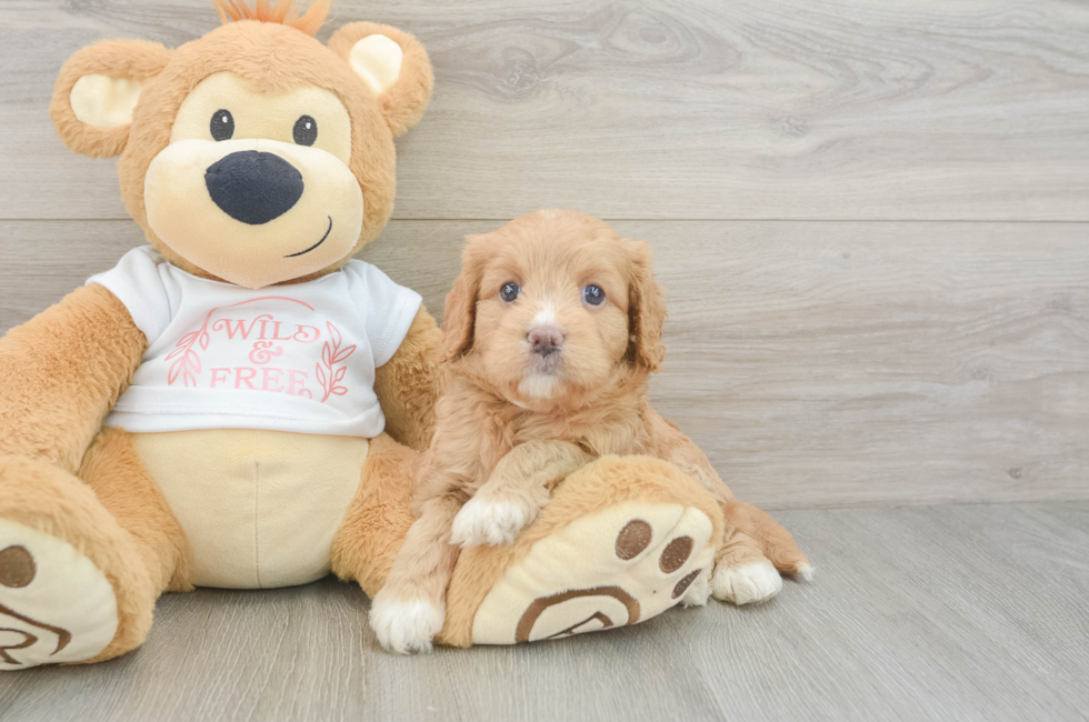 5 week old Cavapoo Puppy For Sale - Lone Star Pups