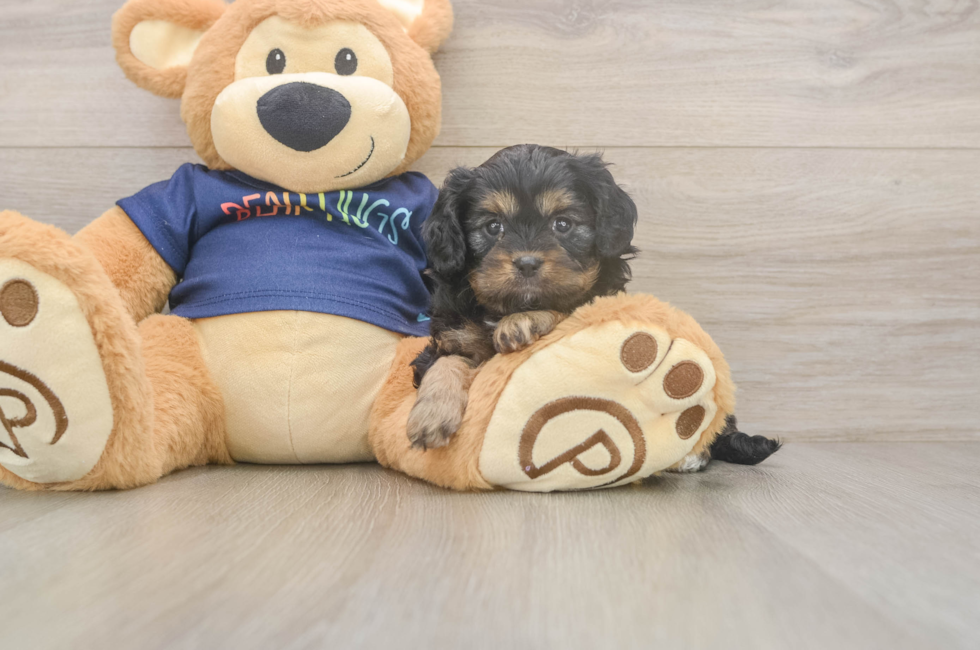 5 week old Cavapoo Puppy For Sale - Lone Star Pups