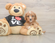 7 week old Cavapoo Puppy For Sale - Lone Star Pups