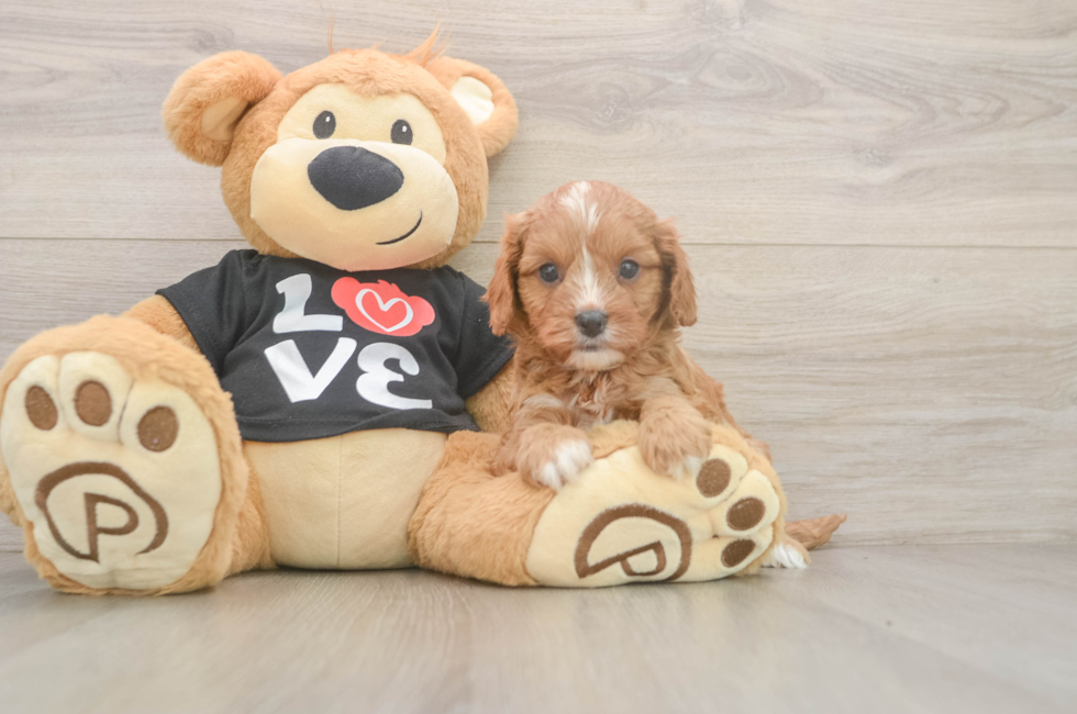 5 week old Cavapoo Puppy For Sale - Lone Star Pups