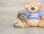 7 week old Cavapoo Puppy For Sale - Lone Star Pups