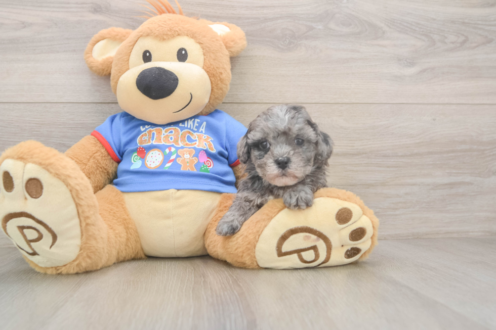 Petite Cavapoo Poodle Mix Pup