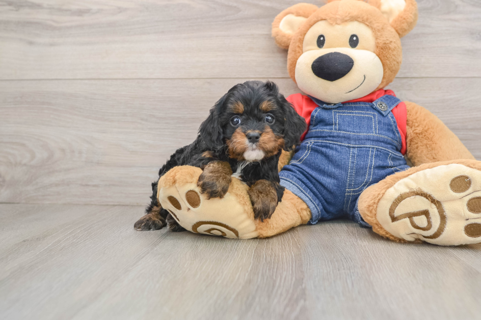 Sweet Cavapoo Baby