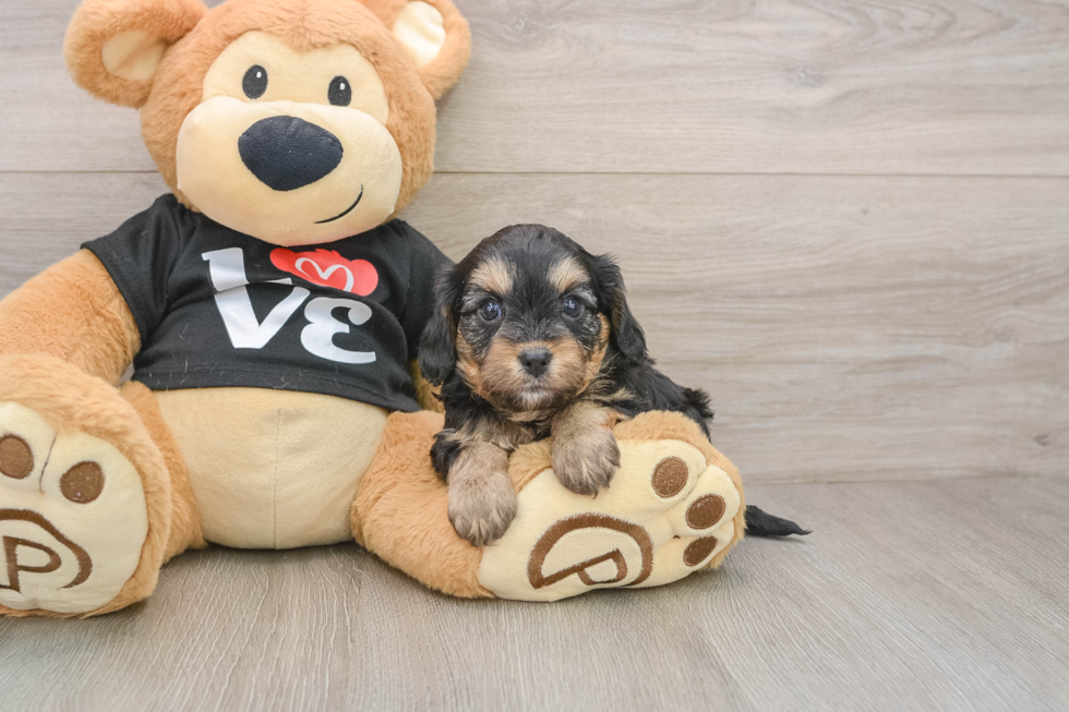 Cavapoo Puppy for Adoption