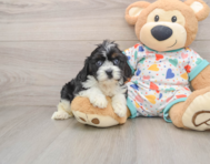 8 week old Cavapoo Puppy For Sale - Lone Star Pups