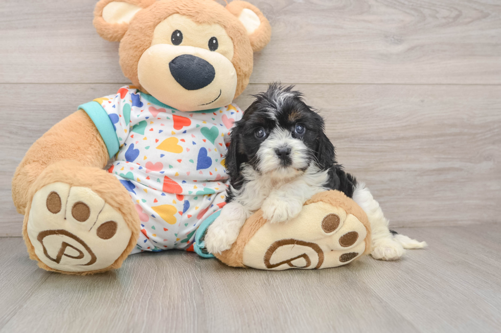 Cavapoo Pup Being Cute
