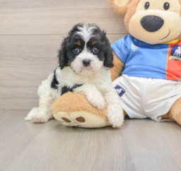 7 week old Cavapoo Puppy For Sale - Lone Star Pups