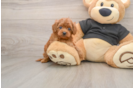Hypoallergenic Cavadoodle Poodle Mix Puppy
