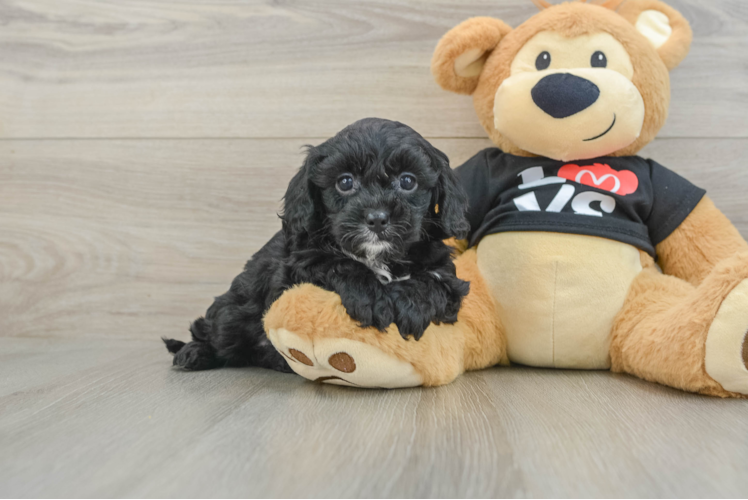 Cavapoo Pup Being Cute