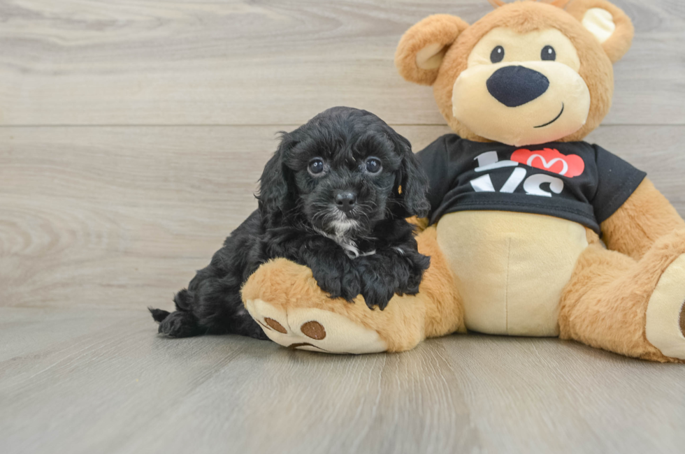 7 week old Cavapoo Puppy For Sale - Lone Star Pups