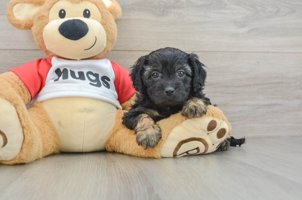 6 week old Cavapoo Puppy For Sale - Lone Star Pups