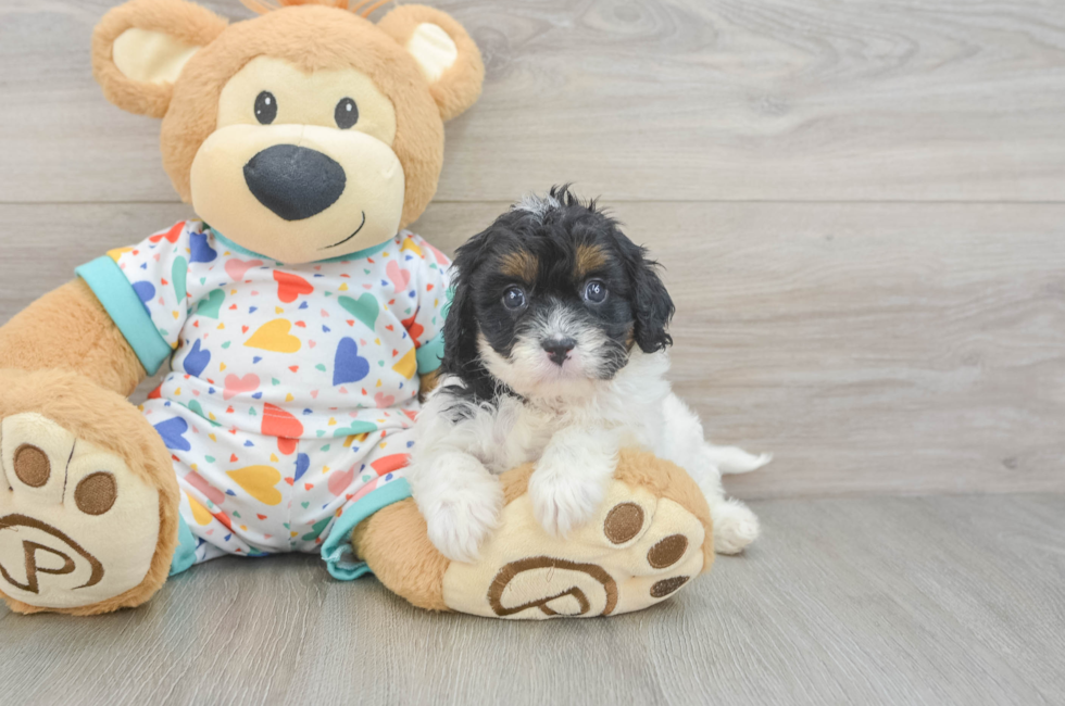 6 week old Cavapoo Puppy For Sale - Lone Star Pups