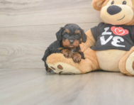 7 week old Cavapoo Puppy For Sale - Lone Star Pups