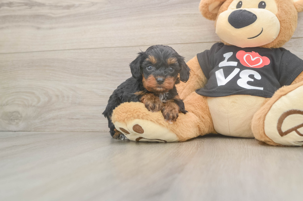 5 week old Cavapoo Puppy For Sale - Lone Star Pups