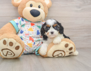 8 week old Cavapoo Puppy For Sale - Lone Star Pups