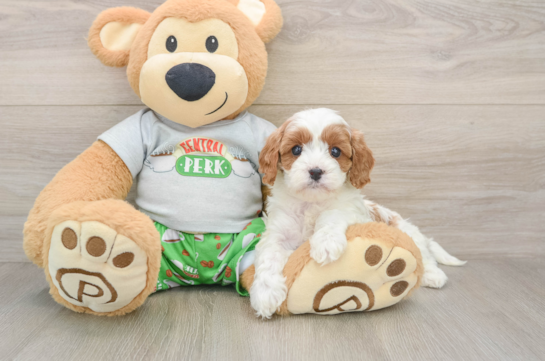 WILMA, a Cavapoo littermate