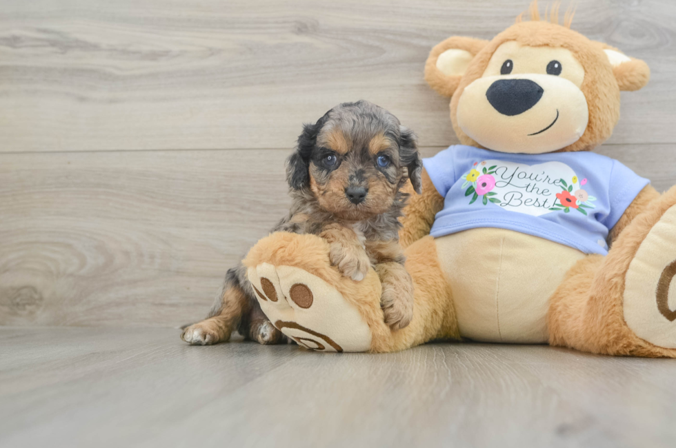 6 week old Cavapoo Puppy For Sale - Lone Star Pups