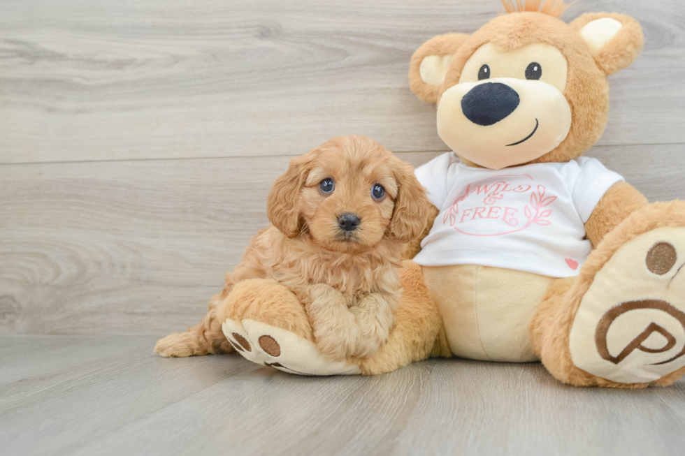 Energetic Cavoodle Poodle Mix Puppy