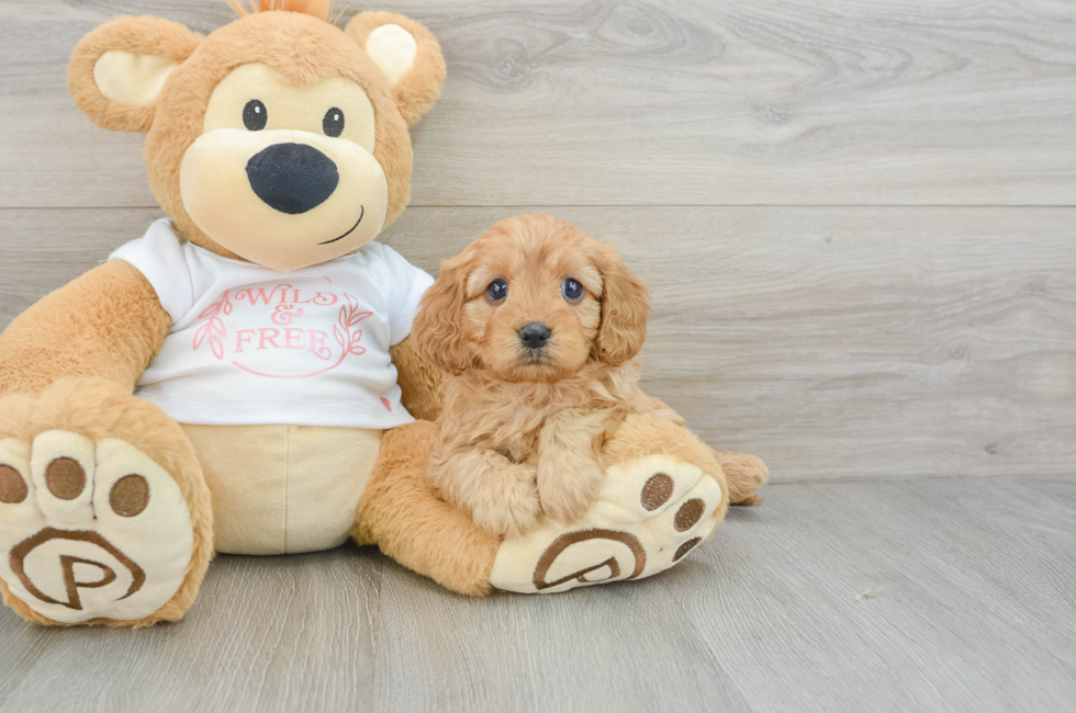 5 week old Cavapoo Puppy For Sale - Lone Star Pups