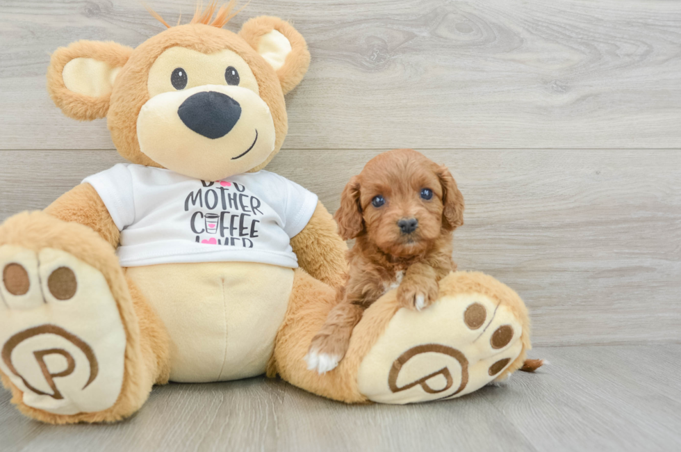 5 week old Cavapoo Puppy For Sale - Lone Star Pups