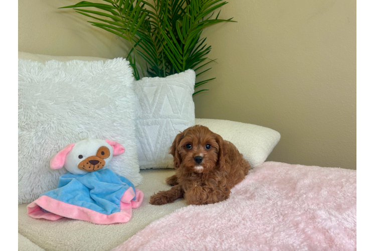 Cute Cavapoo Baby