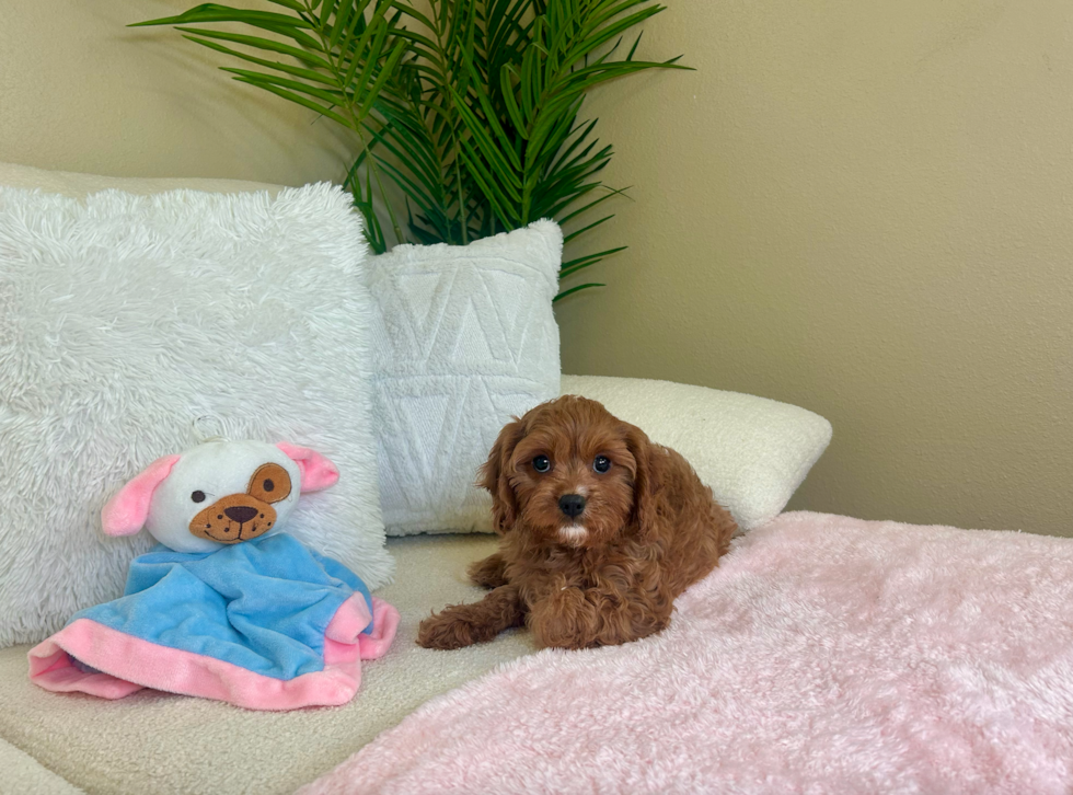 Cute Cavapoo Baby