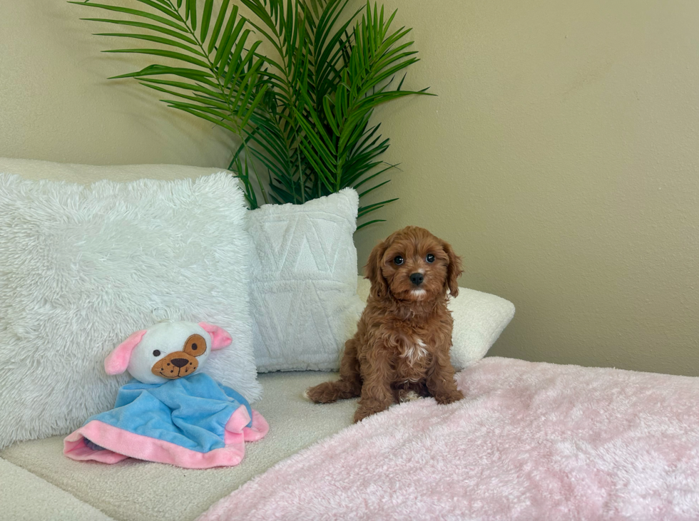 Cute Cavapoodle Poodle Mix Puppy