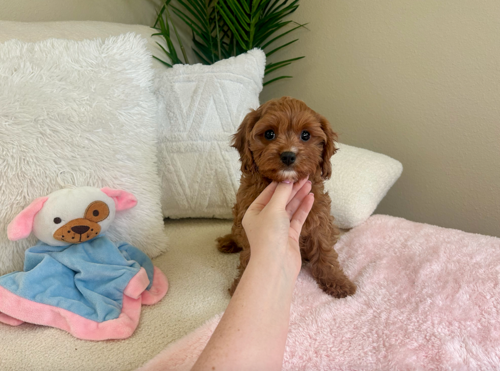 Cute Cavapoo Baby
