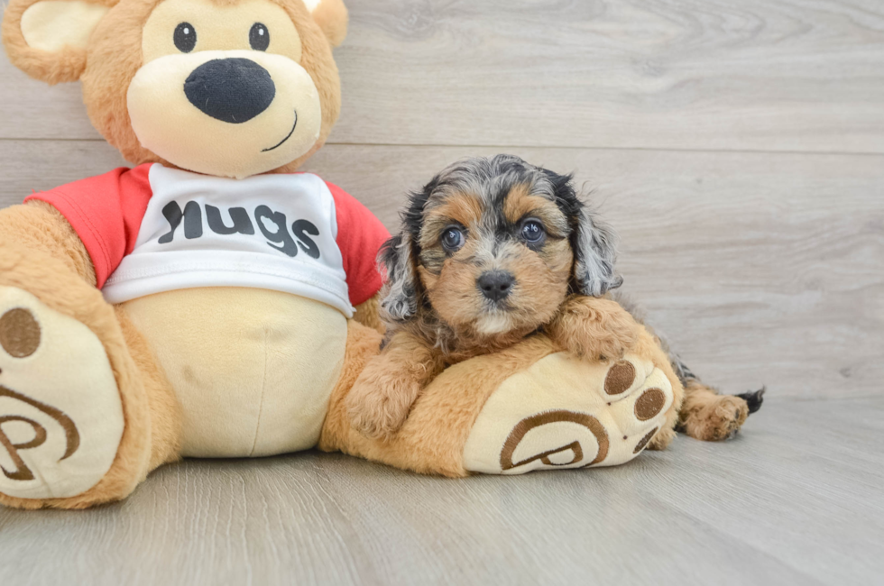 6 week old Cavapoo Puppy For Sale - Lone Star Pups