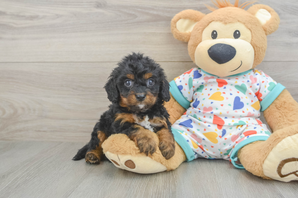 6 week old Cavapoo Puppy For Sale - Lone Star Pups