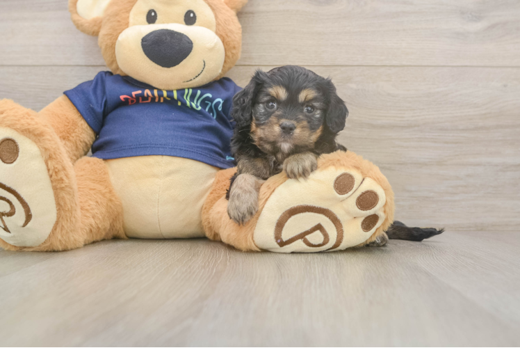 Best Cavapoo Baby