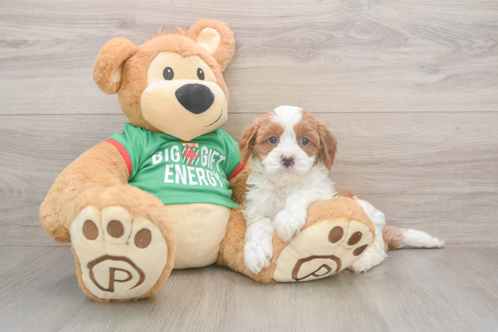 Cavapoo Puppy for Adoption