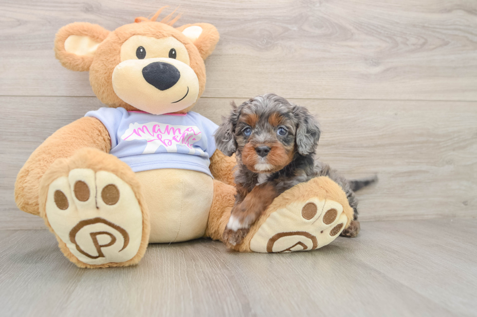 Cavapoo Pup Being Cute