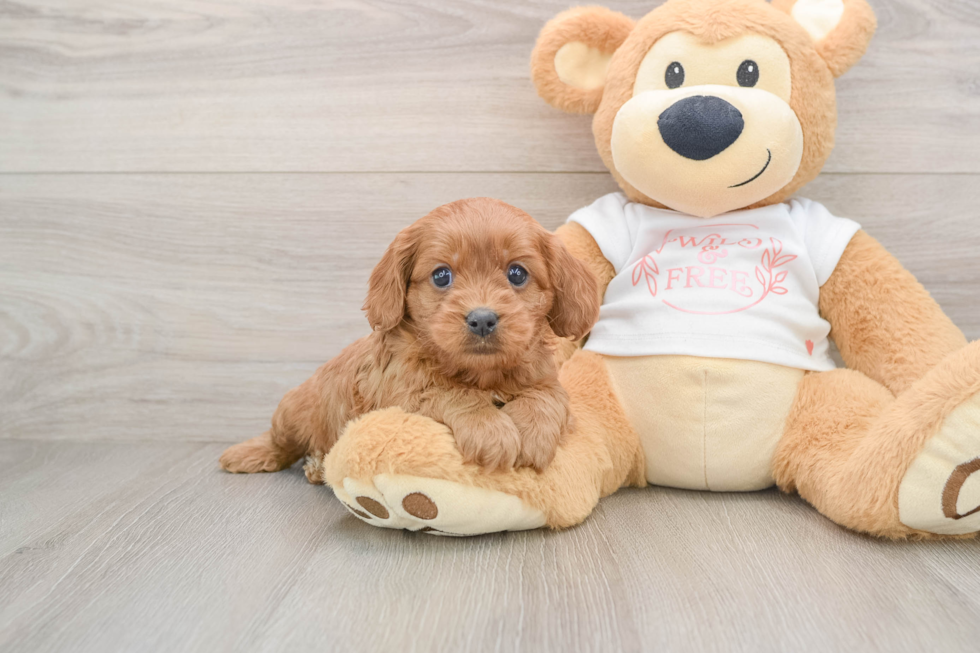 Cute Cavapoo Baby