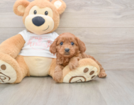 8 week old Cavapoo Puppy For Sale - Lone Star Pups