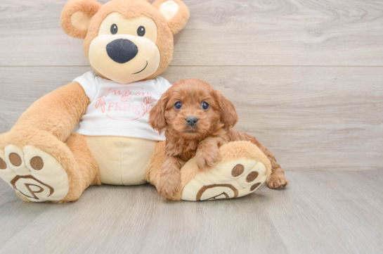 Best Cavapoo Baby