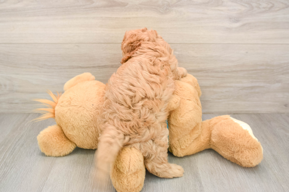 Playful Cavapoodle Poodle Mix Puppy