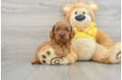 Cavapoo Puppy for Adoption