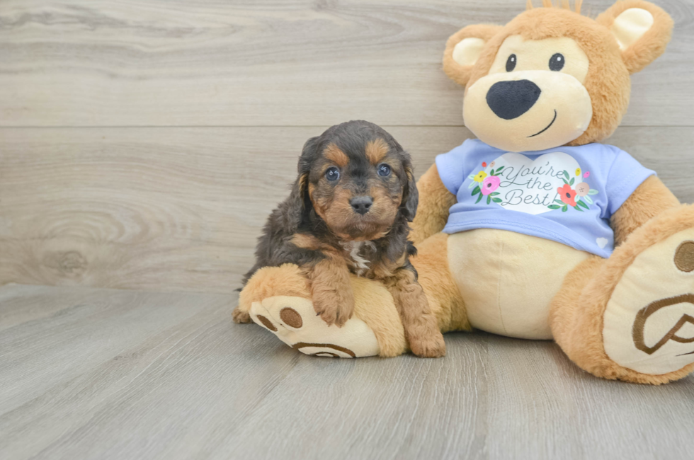 6 week old Cavapoo Puppy For Sale - Lone Star Pups