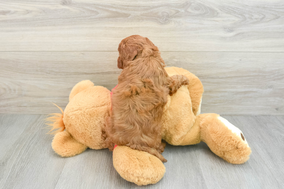 Little Cavipoo Poodle Mix Puppy