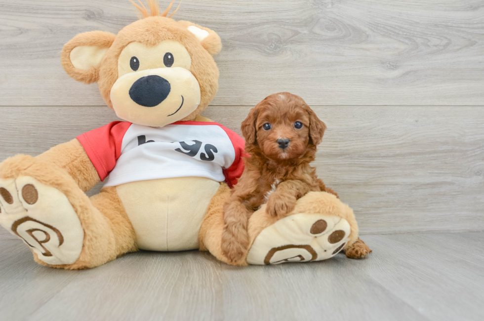 5 week old Cavapoo Puppy For Sale - Lone Star Pups