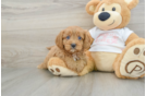 Small Cavapoo Baby