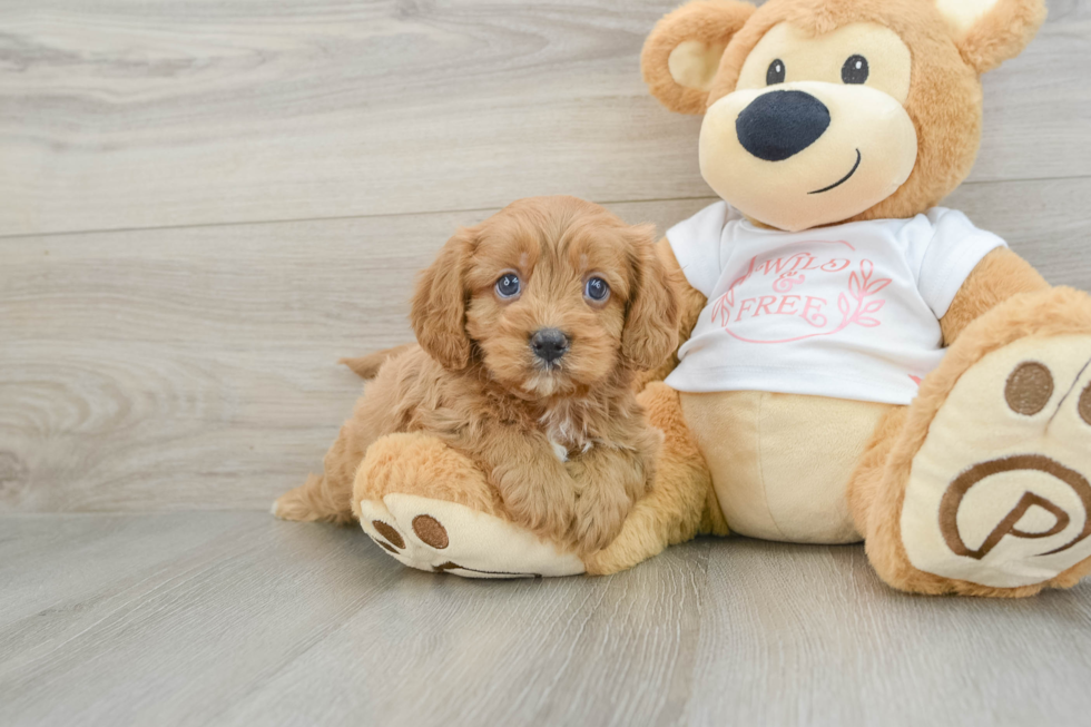 Small Cavapoo Baby