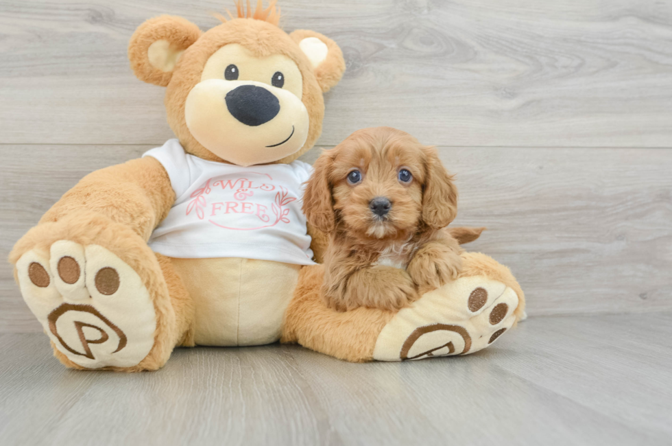 5 week old Cavapoo Puppy For Sale - Lone Star Pups