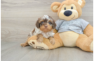 Smart Cavapoo Poodle Mix Pup