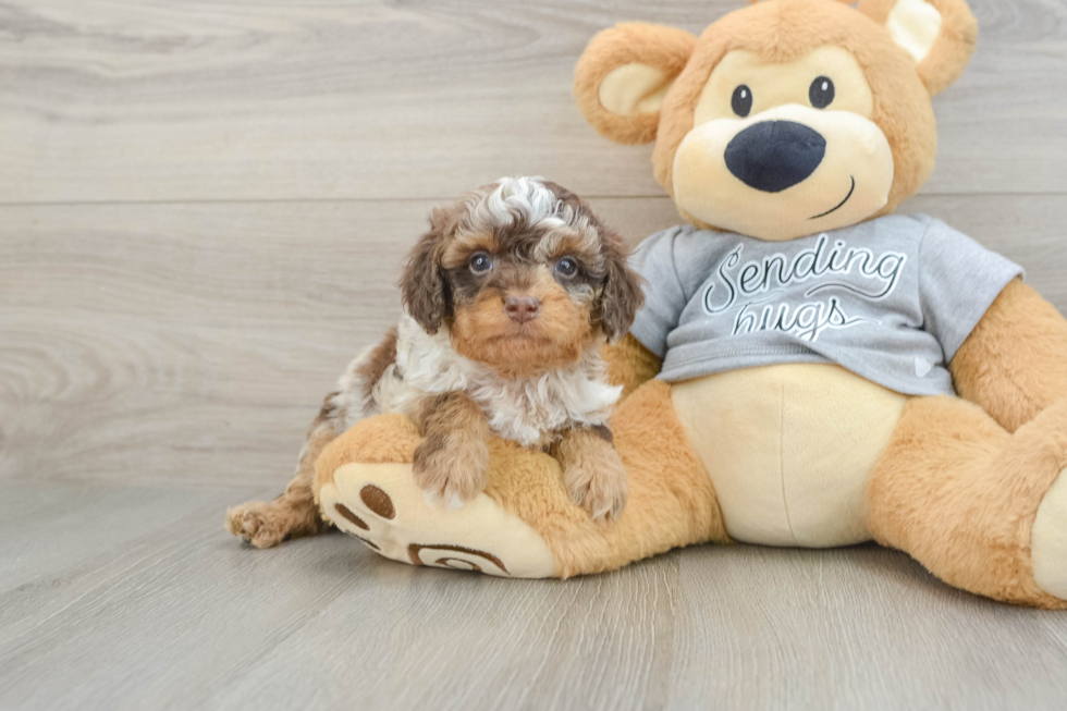 Smart Cavapoo Poodle Mix Pup