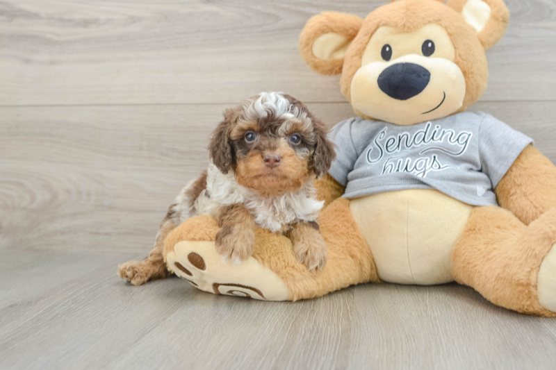 Meet Winston - our Cavapoo Puppy Photo 1/4 - Lone Star Pups