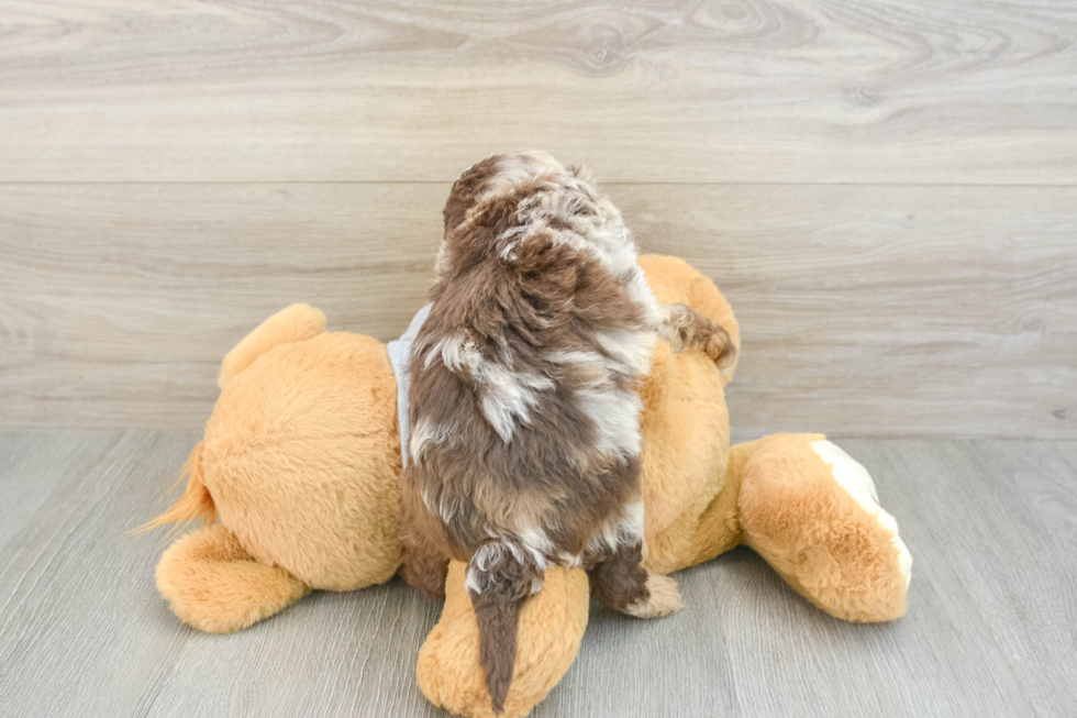 Cute Cavapoo Baby