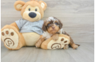 Cavapoo Pup Being Cute