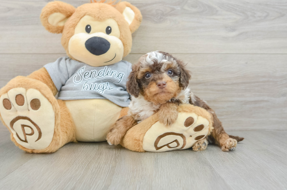 5 week old Cavapoo Puppy For Sale - Lone Star Pups